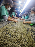 Café Verde de Especialidad LINEA HORECA
