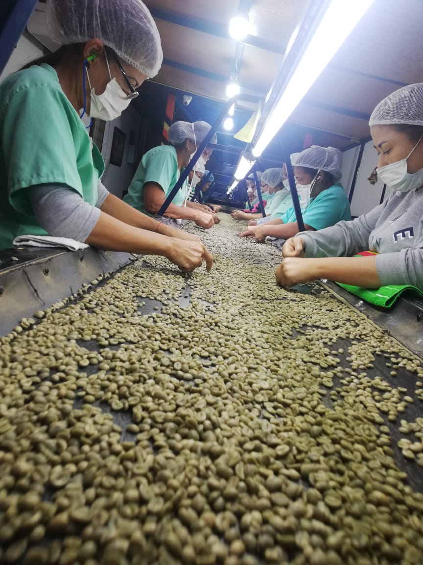 Café Verde de Especialidad LINEA HORECA